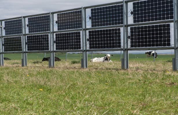 Zonnepanelen in een veld met koeien