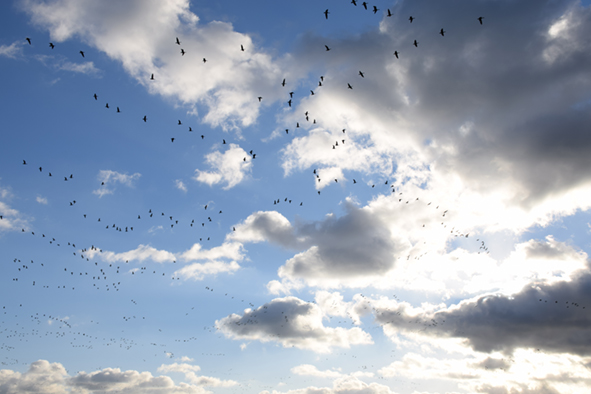 Ganzen vliegend door de lucht