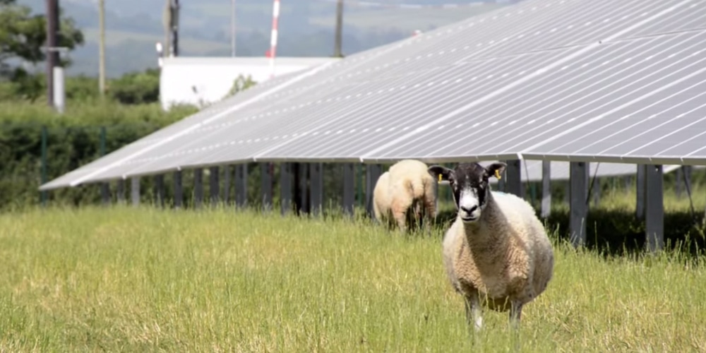 Grazende schapen in het zonnepark